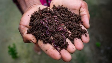 Vermicompost .